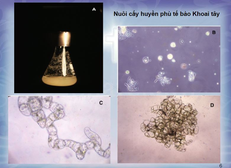 Ví dụ nuôi cấy tế bào trong dịch huyền phù