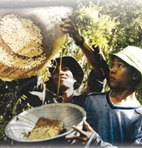 Soạn bài Đất rừng Phương Nam lớp 10 Chân trời sáng tạo