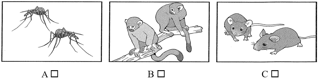 Đề thi học sinh giỏi Tiếng Anh lớp 9 cấp tỉnh có đáp án