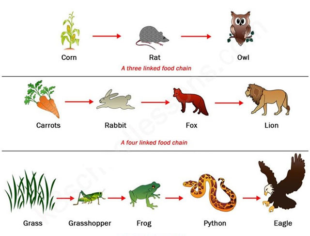 Ví dụ về chuỗi thức ăn
