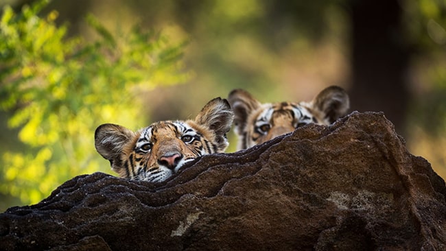 Trả lời câu hỏi trang 73 SGK văn 7 tập 2 KNTT