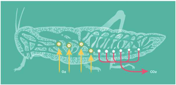 Hô hấp bằng hệ thống ống khí