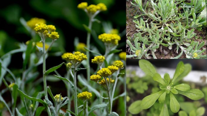 Em cảm nhận sức hấp dẫn của bánh khúc được tạo nên từ đâu?