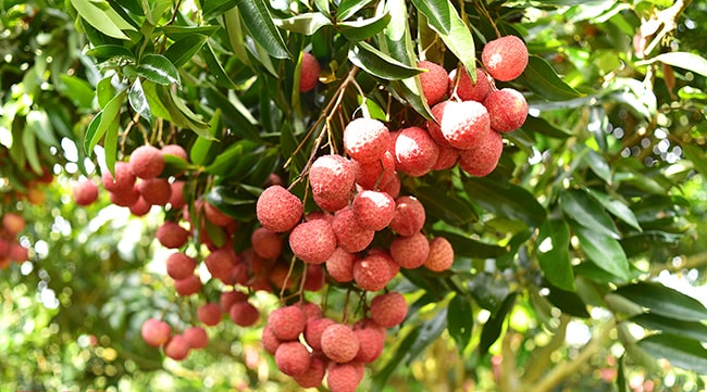 Đoạn văn quy nạp về 4 câu cuối bài Khi con tu hú