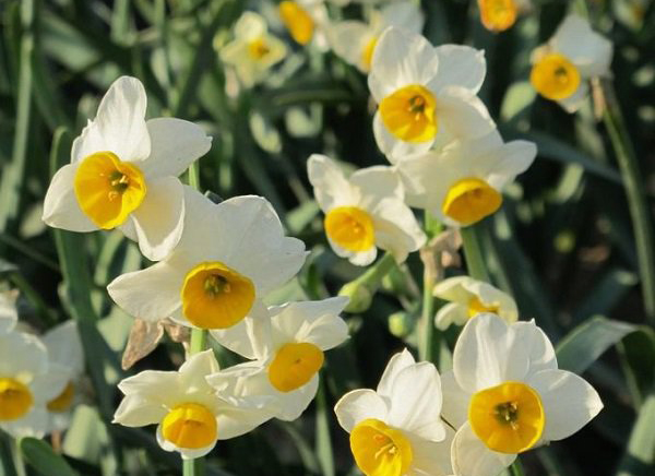 Câu 1 trang 54 sgk Ngữ văn lớp 7 Tập 2 CTST