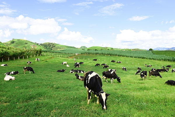 Hãy vận dụng kiến thức đã học để giải thích sự phân bố của một cây trồng hoặc vật nuôi chính ở địa phương em