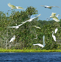 Đoạn văn Thu thập thông tin về một loài sinh vật mà bạn muốn tìm hiểu 