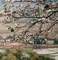 Em thích nhất câu thơ, hình ảnh nào trong bài Mùa hoa mận