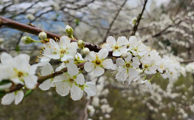 Em thích nhất những câu thơ, hình ảnh nào trong bài Mùa hoa mận