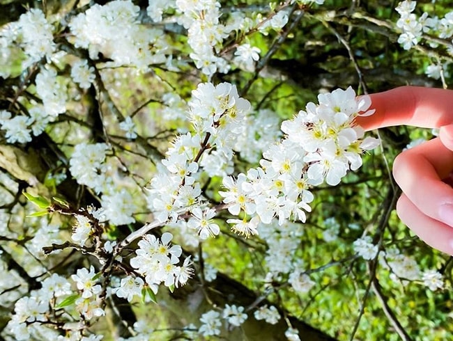 Soạn văn bài Mùa hoa mận