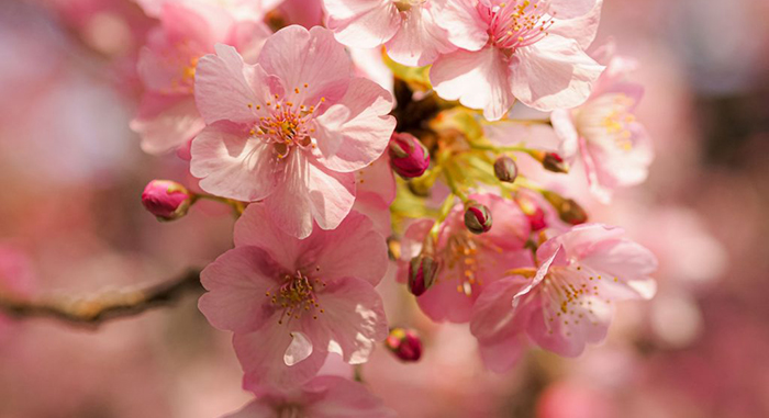 Soạn văn lớp 7 Kết nối tri thức bài Bản tin về hoa anh đào