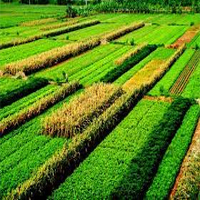 Vì sao sản xuất nông nghiệp của Trung Quốc lại chủ yếu tập trung ở miền Đông?