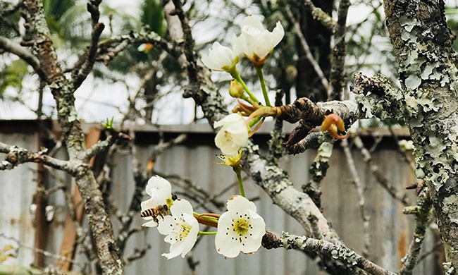 Cúng thanh minh gồm những gì?