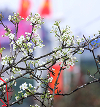 Giờ đẹp, ngày đẹp cúng Tết Thanh Minh 2025