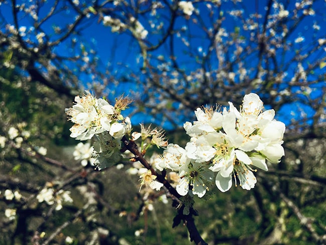 Giới thiệu, đánh giá về một tác phẩm thơ lớp 10