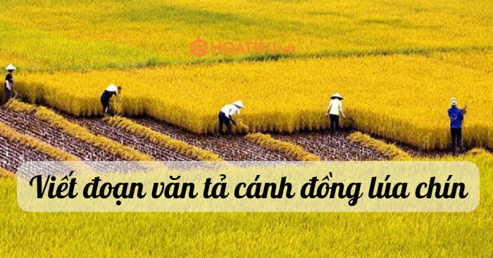 Viết đoạn văn tả cánh đồng lúa chín lớp 5 hay và ngắn gọn