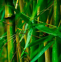 Tìm hiểu về tác giả Thép mới