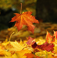 Hình ảnh mùa thu nay khác gì với những ngày thu đã xa?