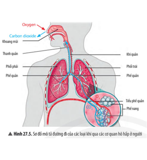 Đề thi học kì 2 môn Khoa học tự nhiên 7 năm 2023