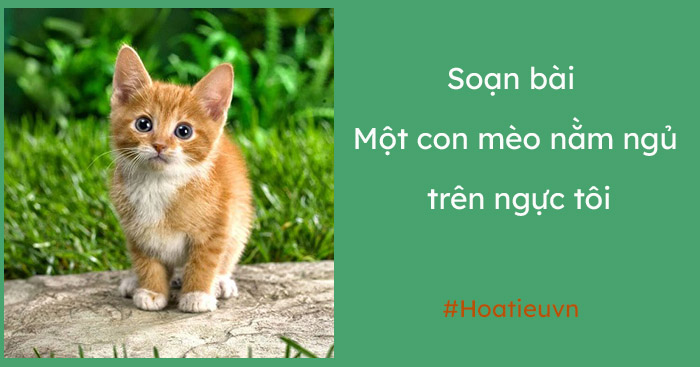 Soạn Một con mèo nằm ngủ trên ngực tôi ngắn nhất