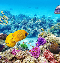 Đoạn văn về chủ đề Đại dương vẫy gọi