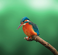 Viết một đoạn văn (khoảng 6 - 8 dòng) đề xuất cách bảo vệ các loài chim