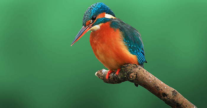 Đoạn văn đề xuất cách bảo vệ các loài chim 