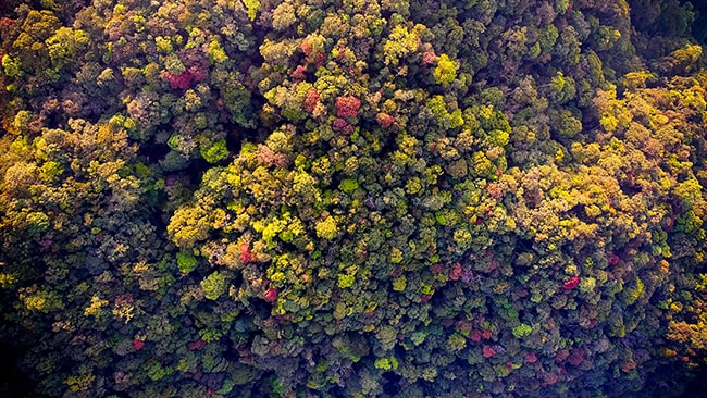 Dàn ý phân tích bài thơ Lá đỏ