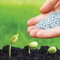 Phân bón có vai trò gì đối với thực vật?