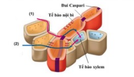 Trắc nghiệm Sinh học 11 có đáp án