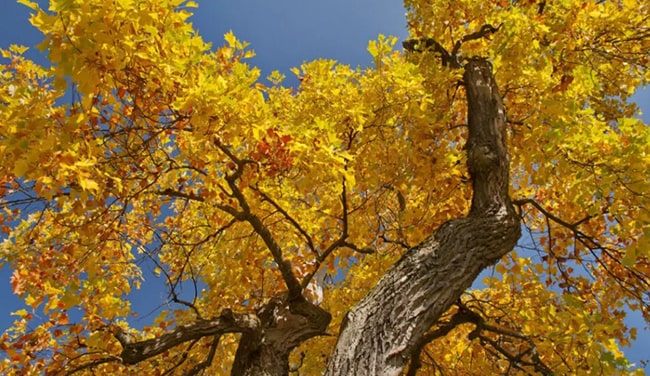 Câu 2 trang 18 SGK Văn 11 tập 1 Chân trời sáng tạo