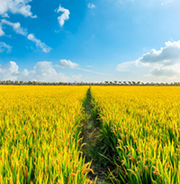 Soạn bài Nhớ đồng lớp 8 ngắn nhất