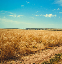 Thông điệp của bài thơ Nhớ đồng