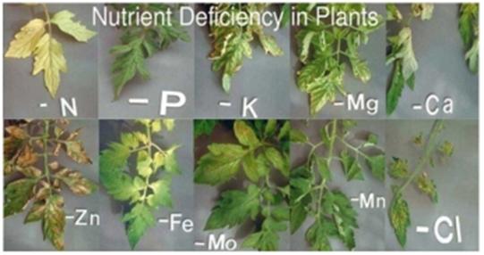 Mẫu giáo án chuyên đề Hóa học 11 bài Phân bón