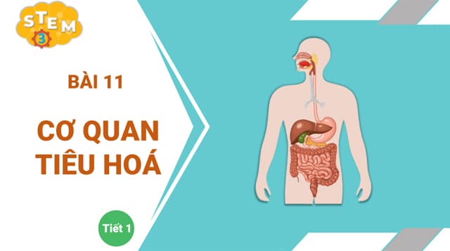 Giáo án PowerPoint STEM lớp 3