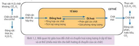 Giải Sinh 11 Kết nối tri thức