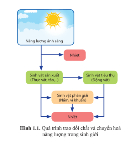 Trả lời các câu hỏi SGK Sinh 11 Cánh Diều