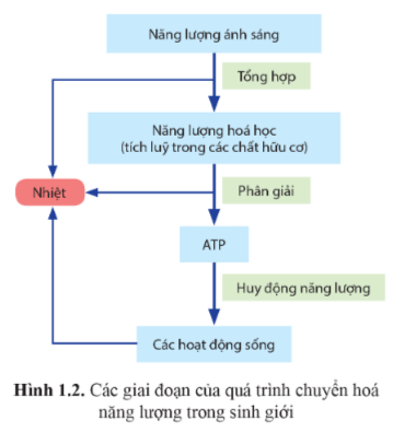 Trả lời các câu hỏi SGK Sinh 11 Cánh Diều