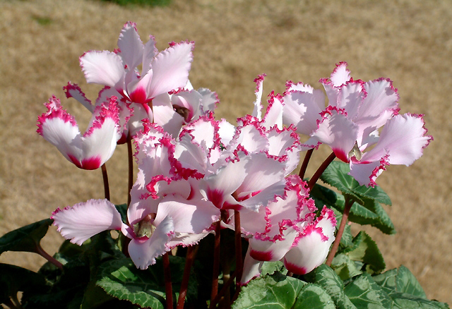 Hãy tưởng tượng mình là một cái cây viết khoảng 5 câu