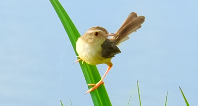 Soạn bài Con chim chiền chiện lớp 7 ngắn nhất