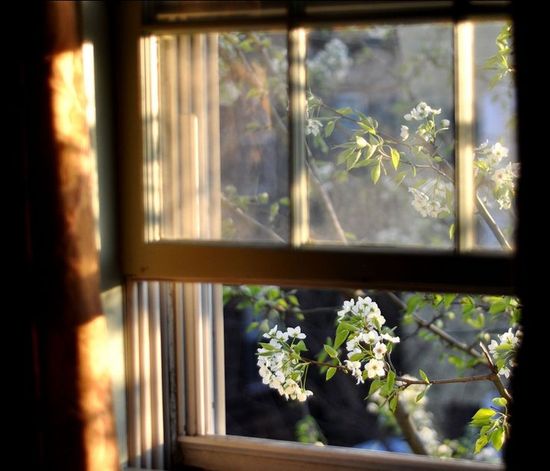 Nêu bố cục, mạch cảm xúc của bài thơ Nắng mới