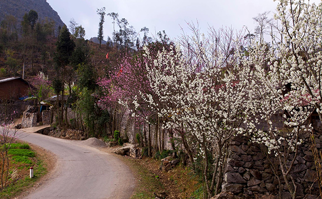 Soạn Văn 8 Cánh Diều tập 1 bài Nếu mai em về Chiêm Hóa