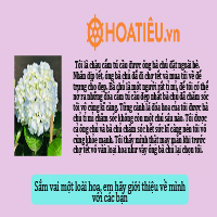 (Siêu hay) Sắm vai một loài hoa giới thiệu về mình với các bạn lớp 4