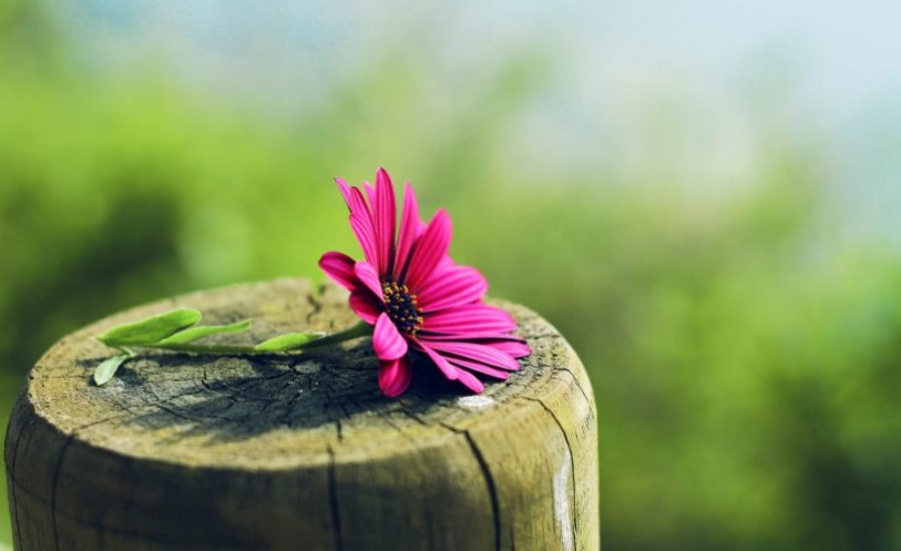 nghị luận xã hội về lối sống đẹp