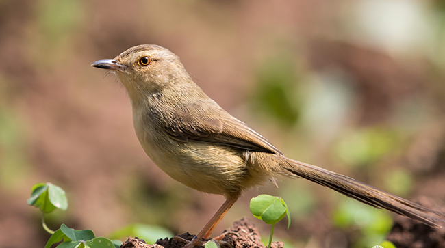Thông điệp của bài thơ Con chim chiền chiện
