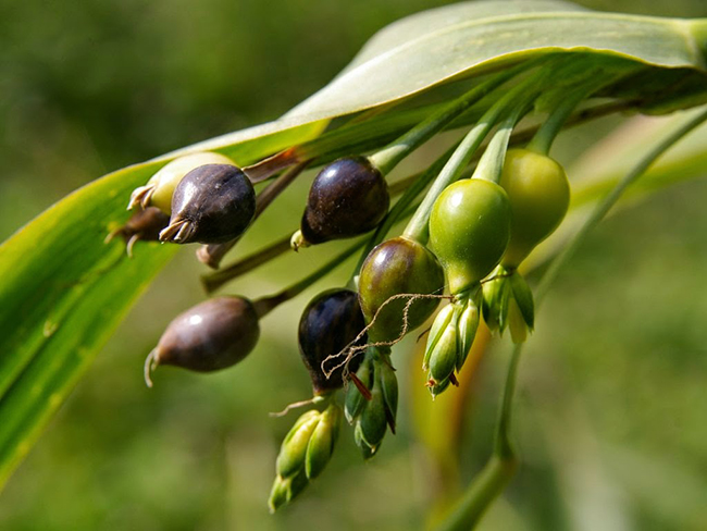 Tóm tắt văn bản Chuỗi hạt cườm màu xám