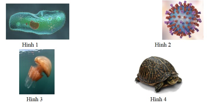 Câu hỏi trắc nghiệm Sinh học 10 CTST