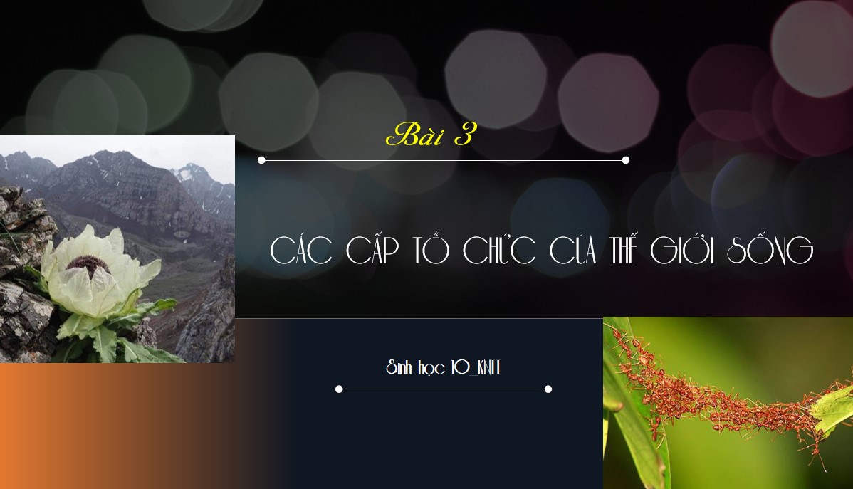 Powerpoint sinh học 10 Kết nối tri thức