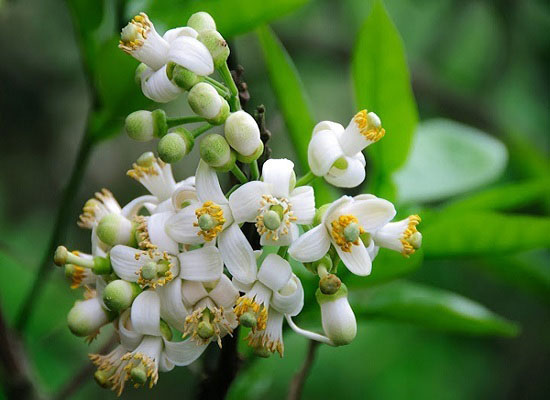 Phân tích bài thơ Hương thầm