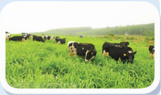 Nội dung giáo án Công nghệ Chăn nuôi lớp 11 KNTT